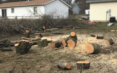 What do we mean when we say we offer “tree service”?