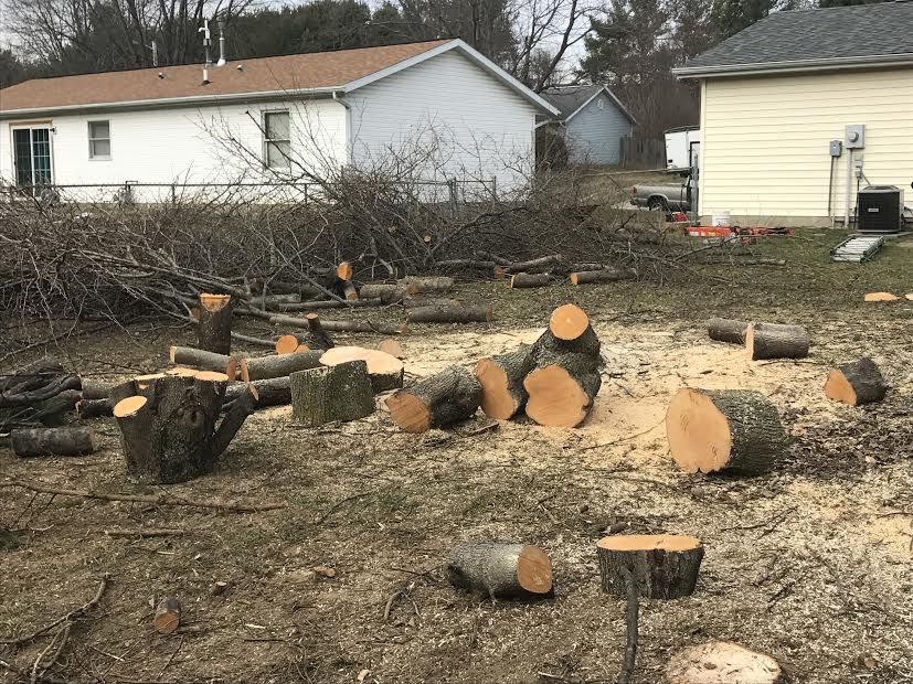 Tree Service in Bloomington IN Image