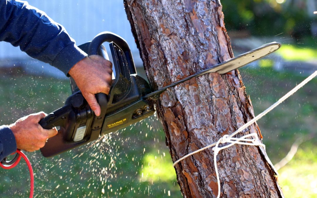 Tree Trimming