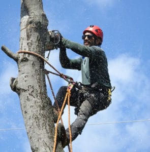 Tree Service in Bloomington IN Spring Cleanup