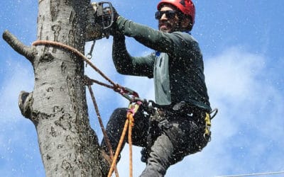 The equipment of tree service – why it is important to have the right equipment