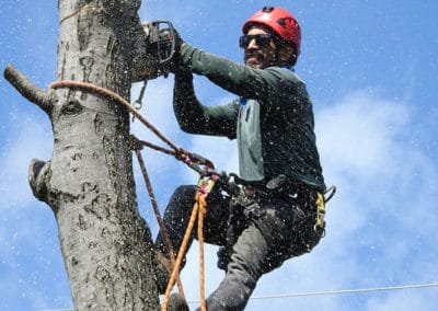 Tree Service in Bloomington IN Spring Cleanup