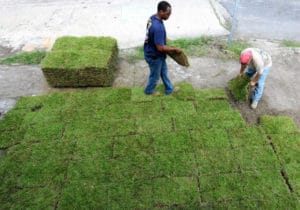 Sod Installation and repair in Bloomington IN