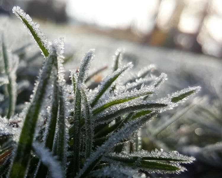 Frozen Grass - How To Prep Your Lawn For Winter - Anthonys Lawn Care and Landscaping
