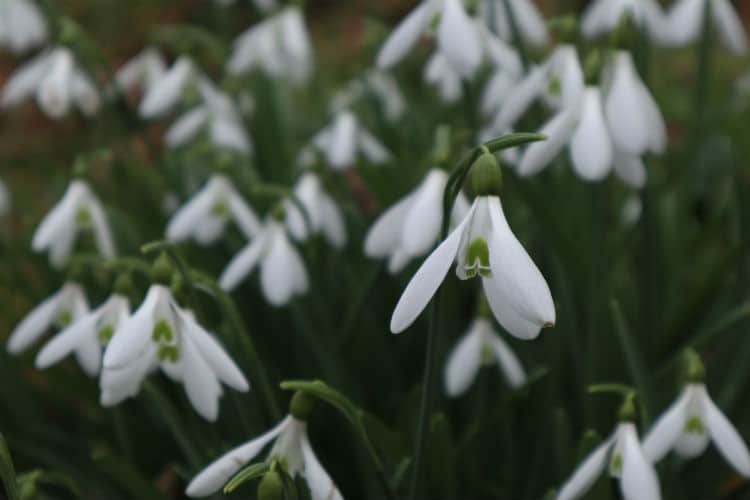 How to prep your flowers for winter weather