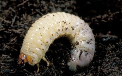 How to Spot Grubs and Harmful Insects in your lawn