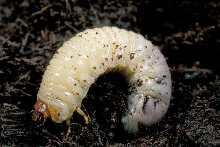 How to Spot Grubs and Harmful Insects in your lawn