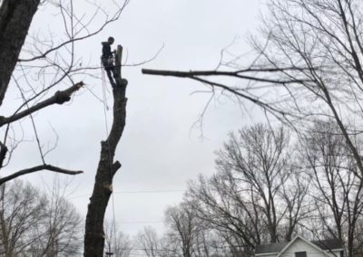 Tree Climber in tree