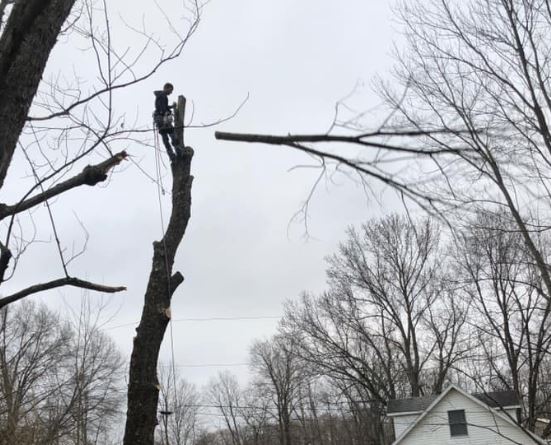 Tree Climber in tree