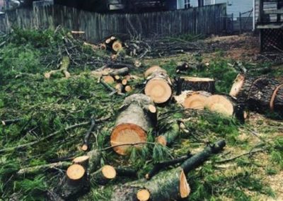 Tree Service Special Bloomington IN Anthonys Lawn Care and Landscaping