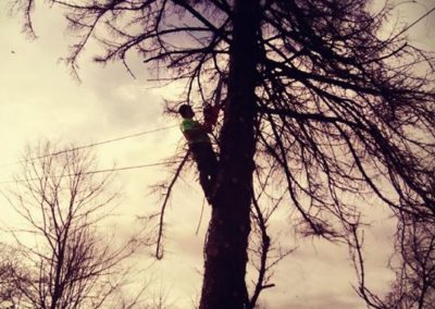 Tree Trimming at Dusk 1