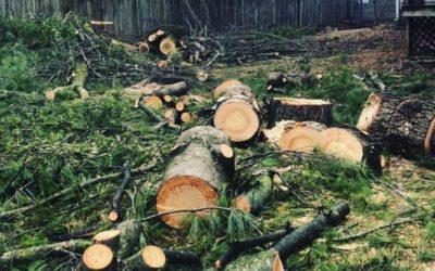 Can I Turn A Tree Stump Into Mulch?