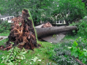 Uprooted Tree from a Storm