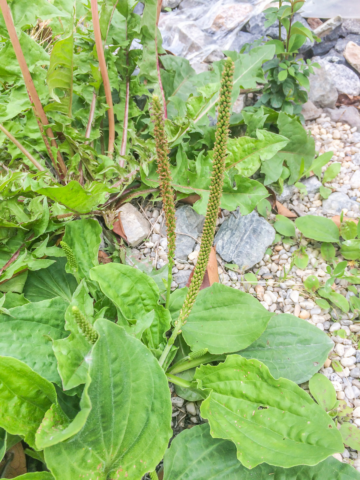 Broadleaf or greater plantain