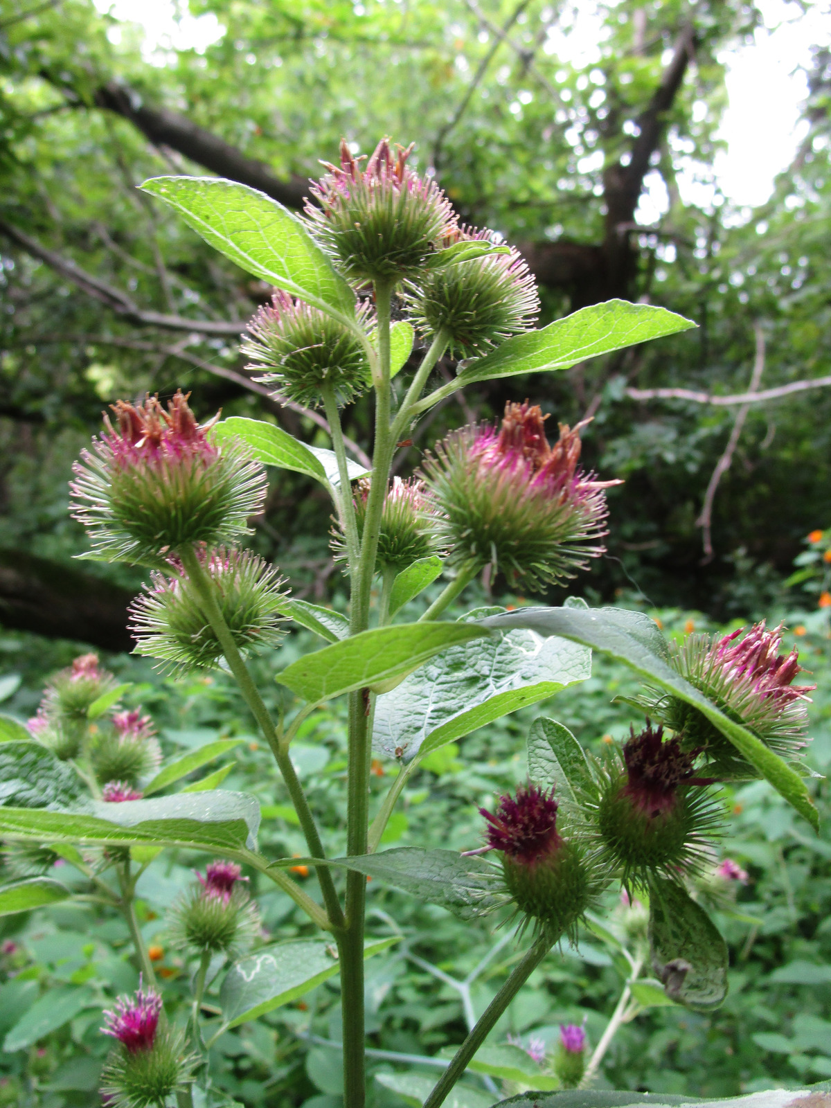 Canada Thistle