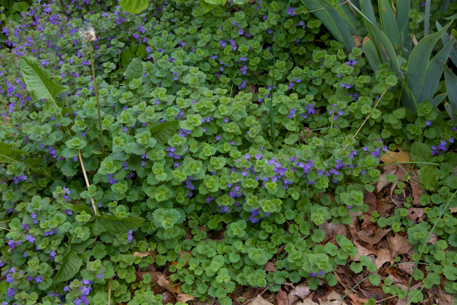 Ground Ivy weed
