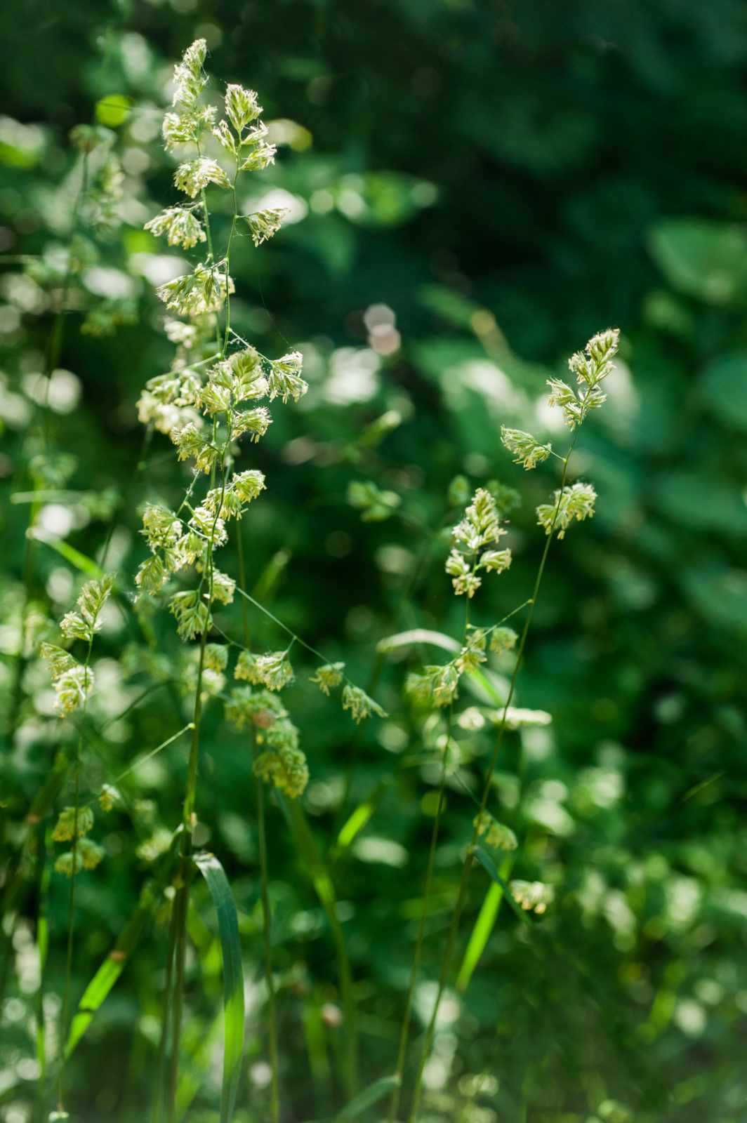 Common Couch Grass