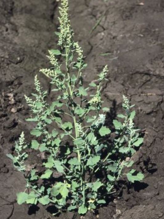 Common Lambsquarters