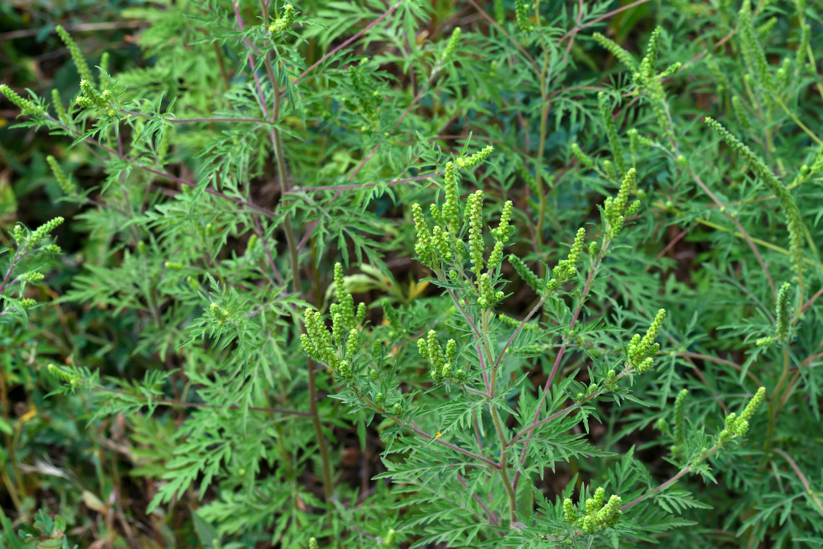 Common Ragweed