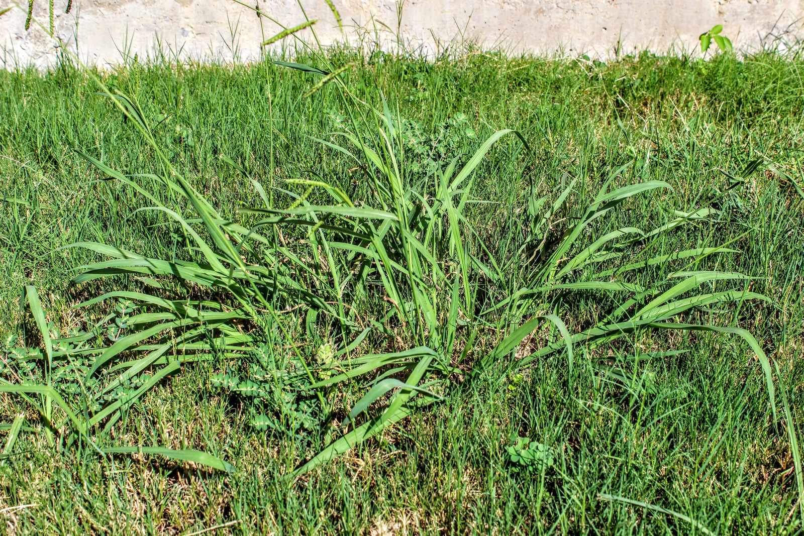 Lawn taken over by Crabgrass (Panicum virgatum) Weeds.
