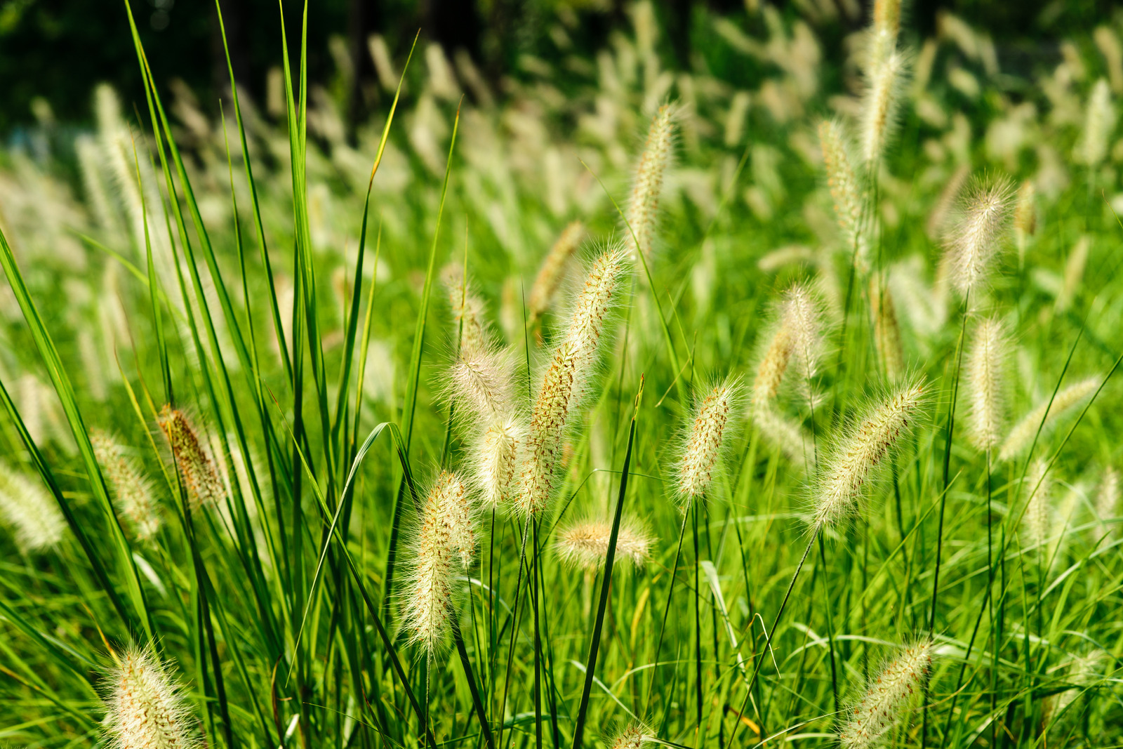 Type of Weed Foxtail