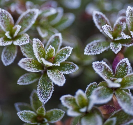 Frost on Flowers