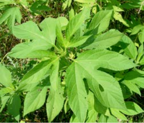 Giant Ragweed