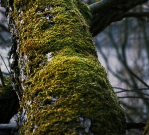 Mossy Tree and How To Tell if It Is Dead