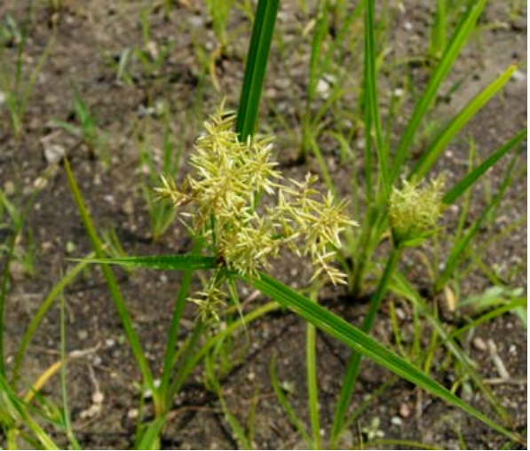 Nutsedge