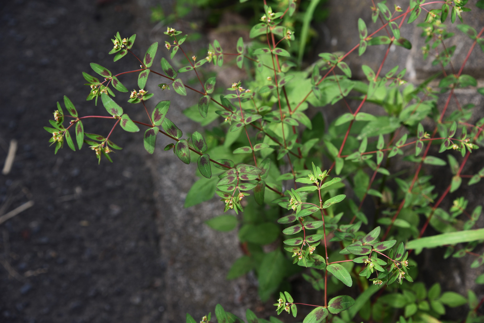 Nodding spurge (eyebane/spotted spurge/euphorbia nutans)