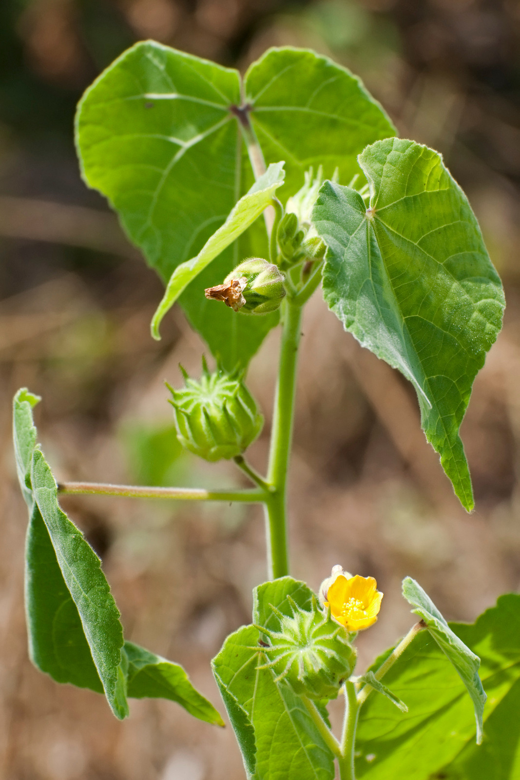 Velvetleaf or buttonweed