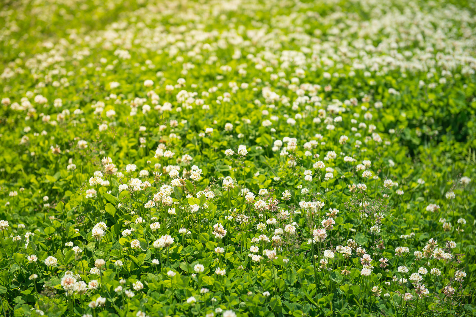 White Clover