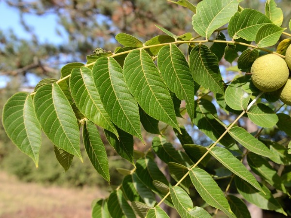 American black walnut tree leaf bloomington indiana