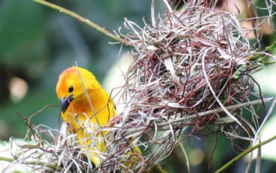 When Is Bird Nesting Season And Should I Wait To Cut Trees