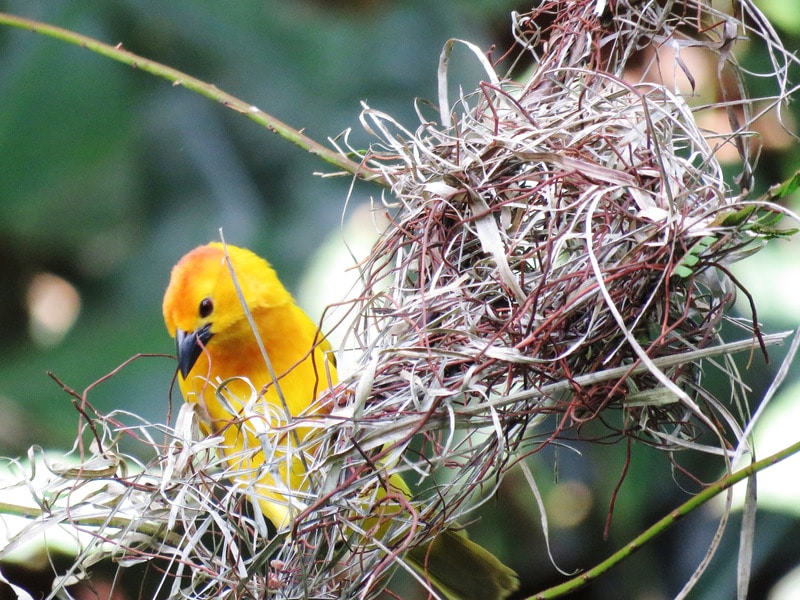 When Is Bird Nesting Season And Should I Wait To Cut Trees