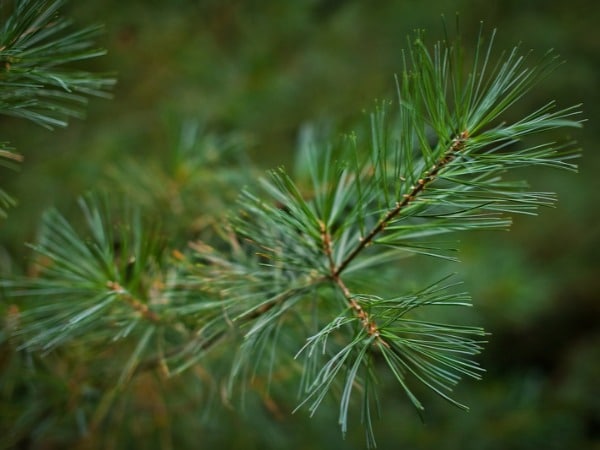 Pine needles bloomington indiana