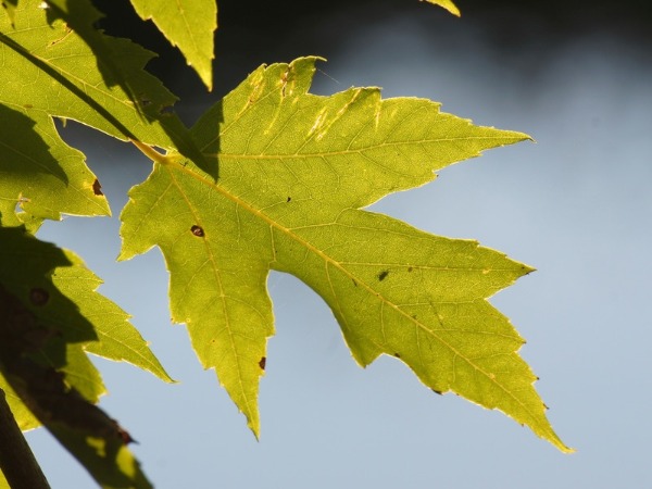 Silver maple leaf bloomington indiana