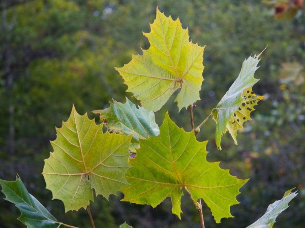 Sycamore Leaves bloomington indiana