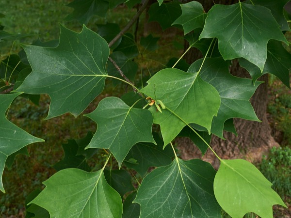 Tulip Poplar leaves bloomington indiana