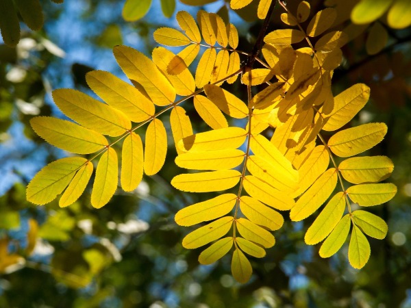 White ash leaves bloomington indiana