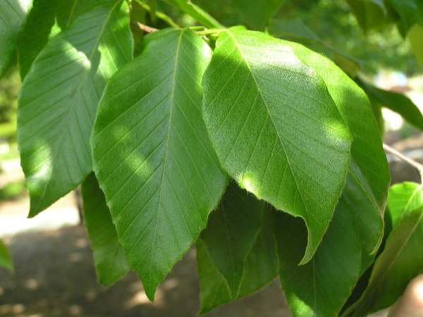 american-beech-leaves bloomington indiana
