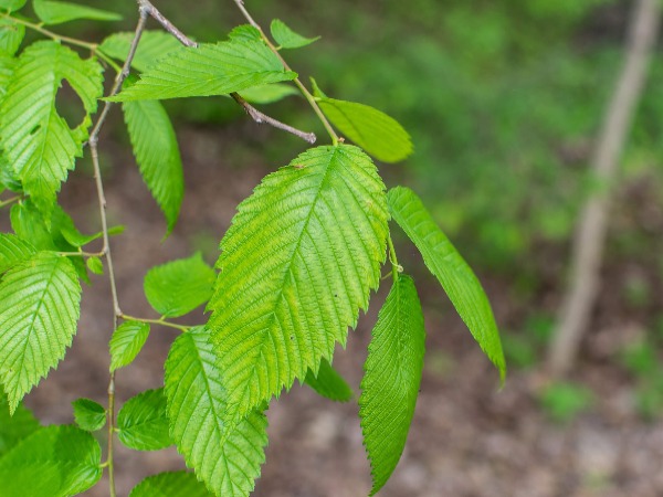 american-elm-leaves-bloomington indiana
