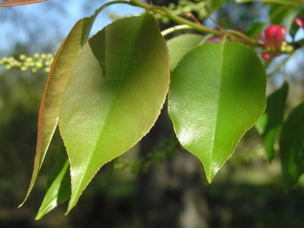 black-cherry-leaves-bloomington indiana (1)