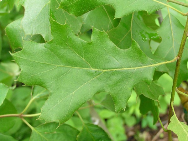 black-oak-leaves-bloomington indiana