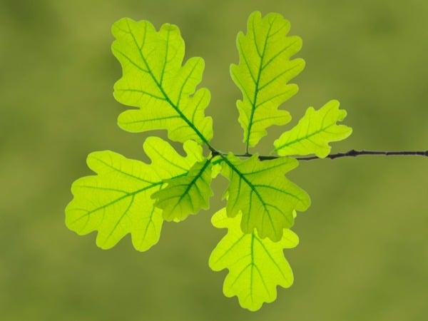 green white oak leaf bloomington indiana
