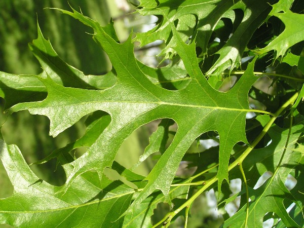 pin oak red oak leaf bloomington indiana