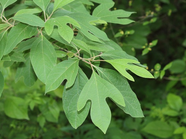 sassafras leaves bloomington indiana