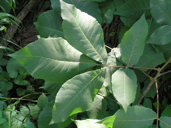 shagbark-hickory-leaves-bloomington indiana