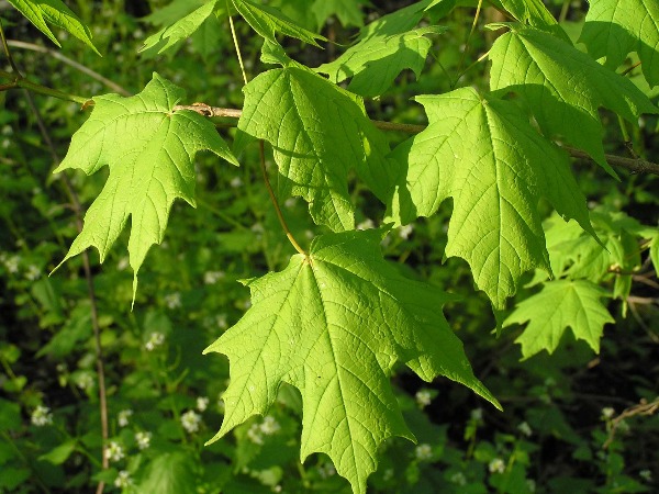 sugar-maple-leaves-bloomington indiana