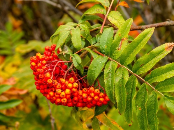 sumac leafs and fruit bloomington indiana